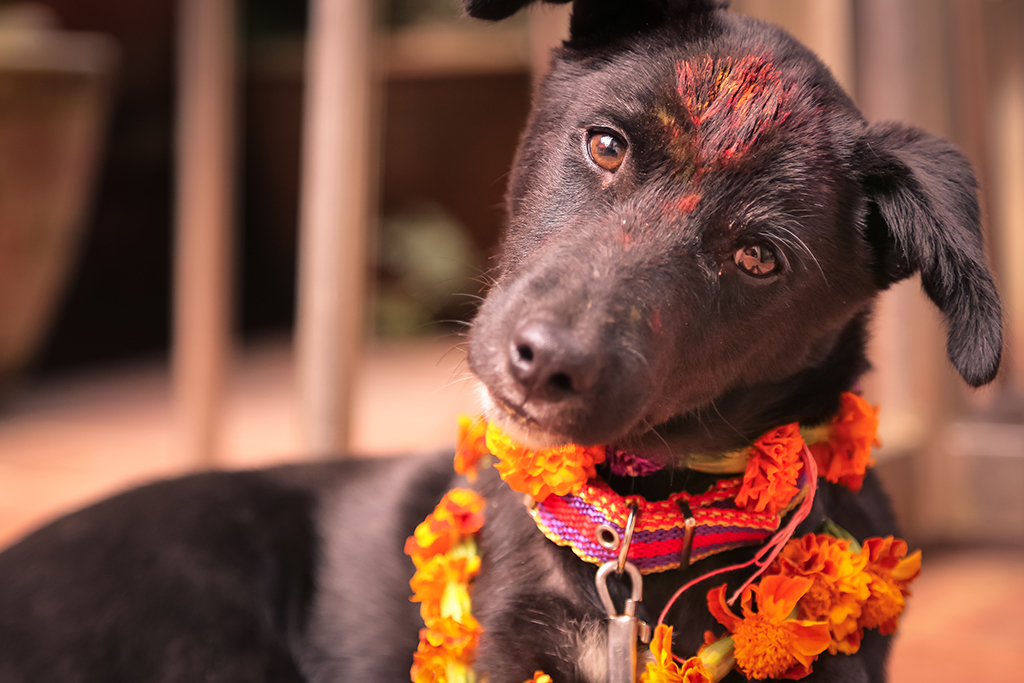 Tihar Dog Festival